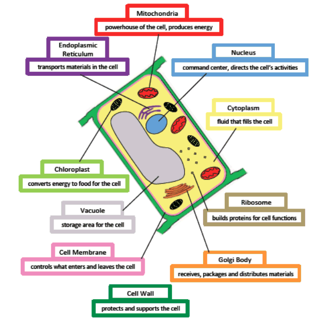 Plant cell.png