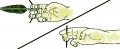 Thumbnail for version as of 08:02, 30 June 2007